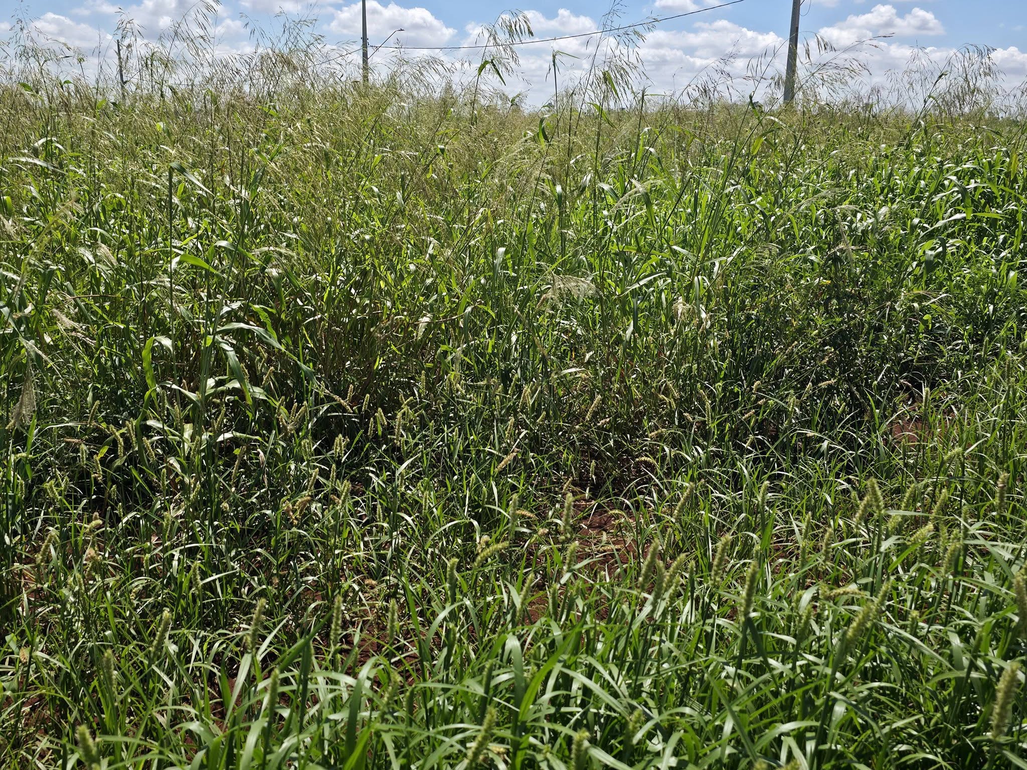 Município reforça responsabilidade dos proprietários na manutenção de terrenos