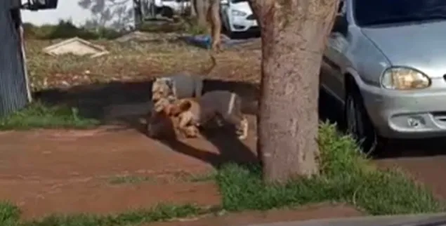 Cães Pitbull soltos e agressivos são mortos pela Policia em Toledo