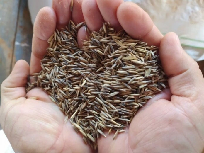 Secretaria de Agricultura inicia a entrega de sementes de aveia a produtores rurais